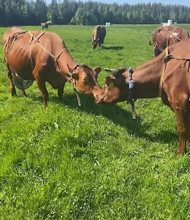 Simojaervi House - 1h 20m From Rovaniemi - Omakotitalo Simojaervellae *