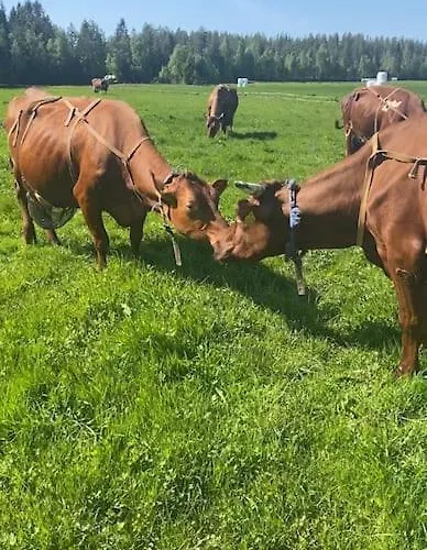 Simojaervi House - 1h 20m From Rovaniemi - Omakotitalo Simojaervellae *